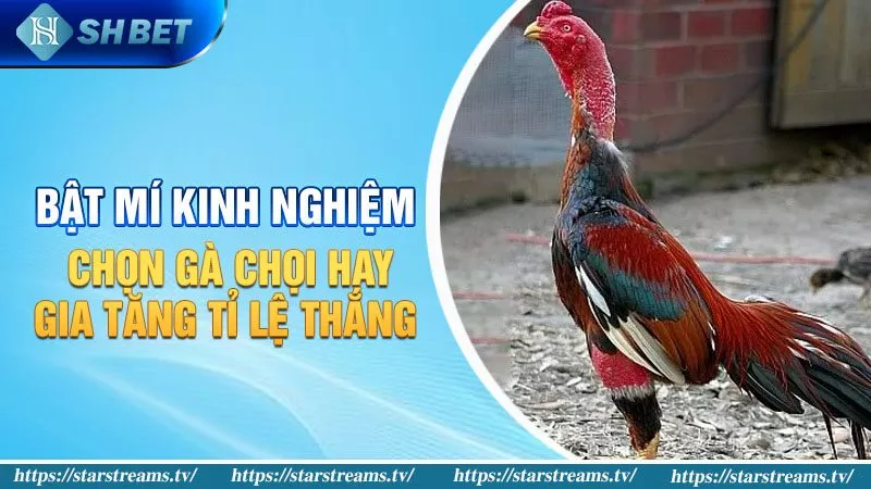 Gwin giải thích lý do tại sao bạn lại mơ thấy dây đàn guitar bị đứt - Gwin